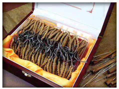 思茅冬虫夏草回收